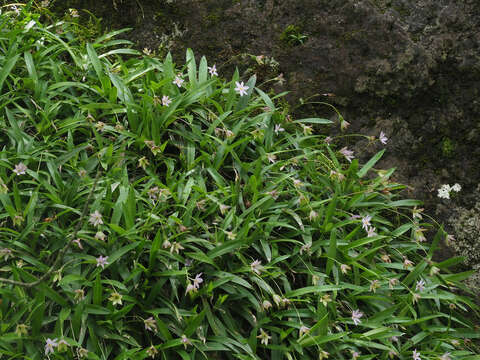 Image of Xerophyta elegans (Balf.) Baker