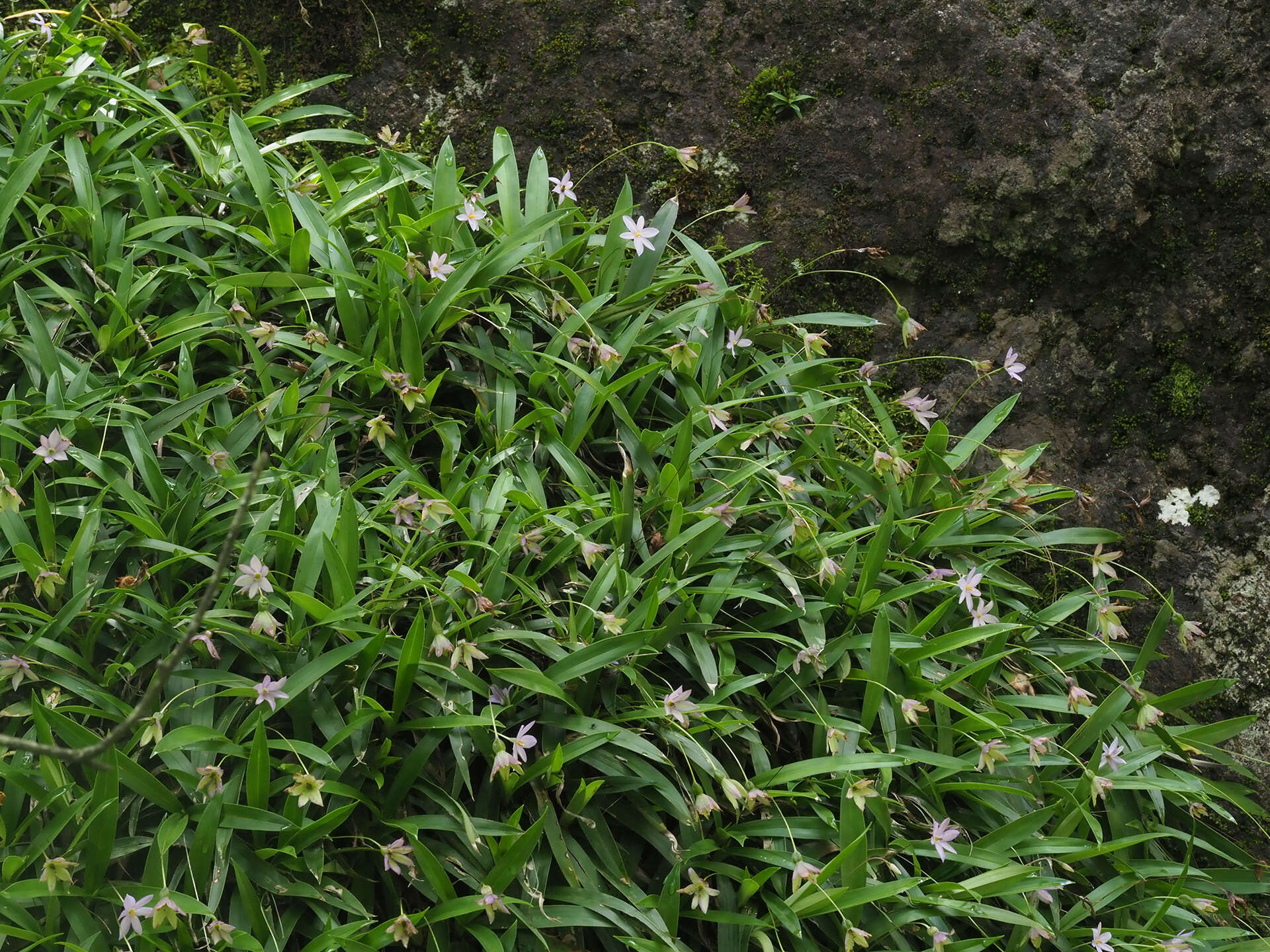 Image de Xerophyta elegans (Balf.) Baker