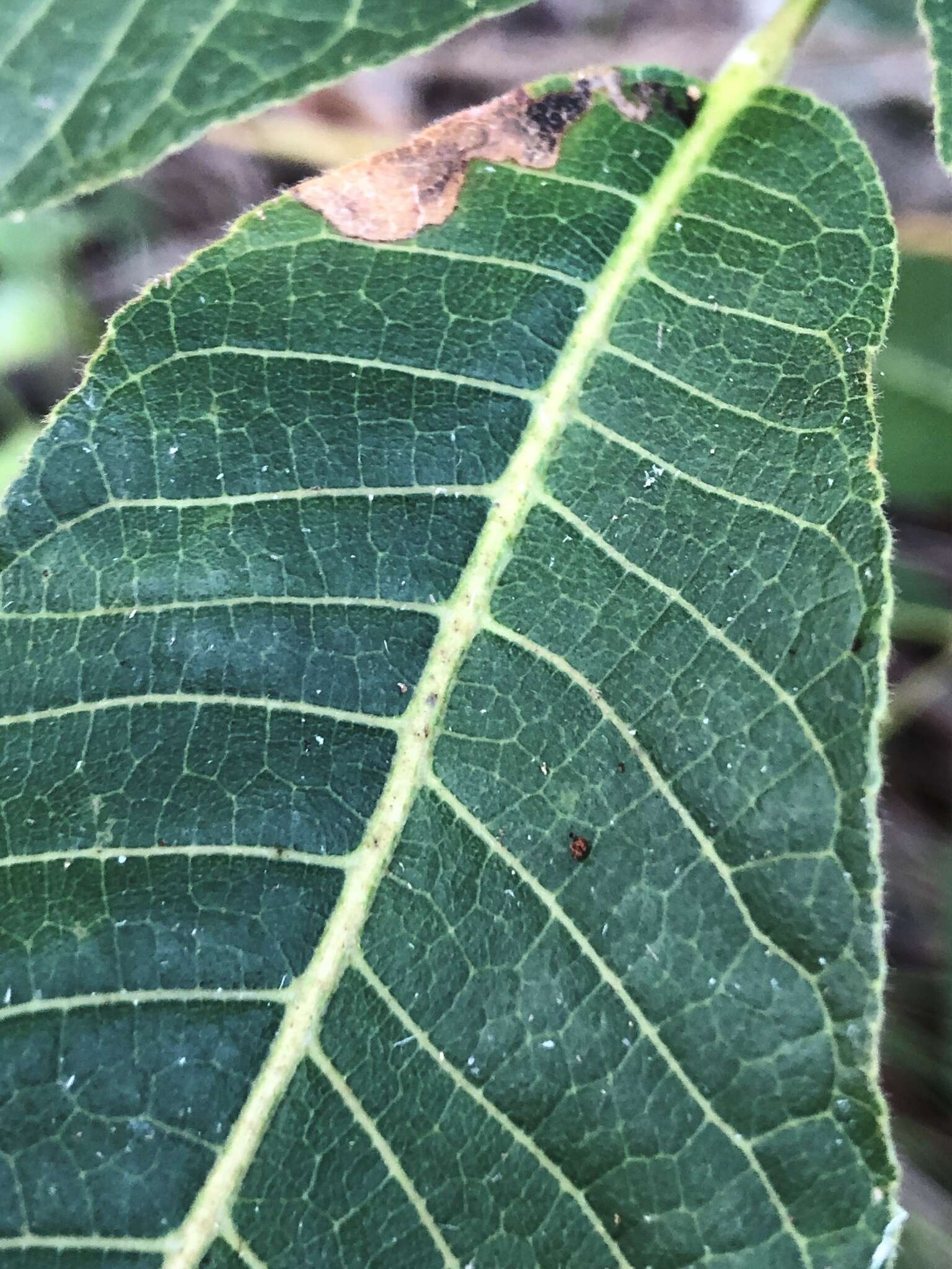 Image of island white beech