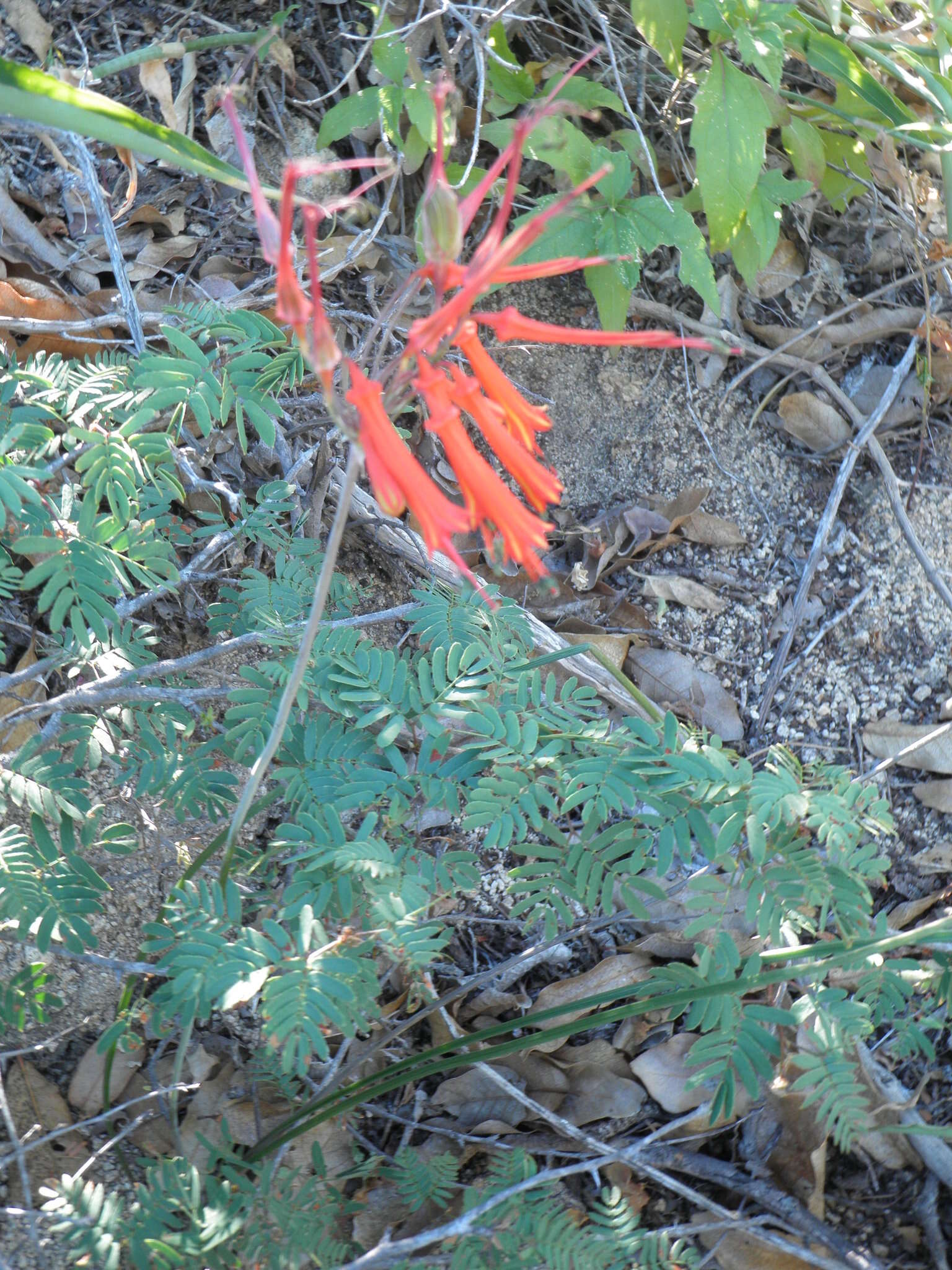 Image of Bessera tenuiflora (Greene) J. F. Macbr.