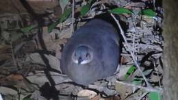 Image of Undulated Tinamou