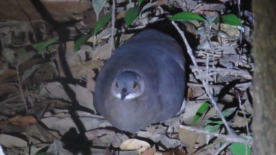 Image of Undulated Tinamou