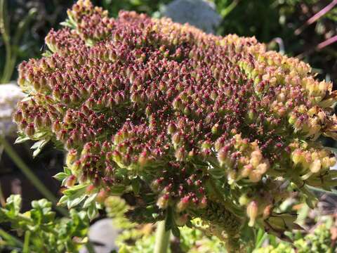 Image of Daucus carota subsp. halophilus (Brot.) A. Pujadas