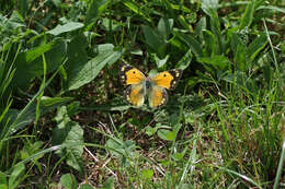 Image of clouded yellow