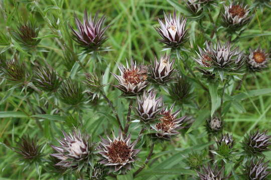 Image de Macledium speciosum (DC.) S. Ortiz