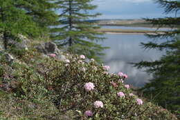 Imagem de Rhododendron adamsii Rehder