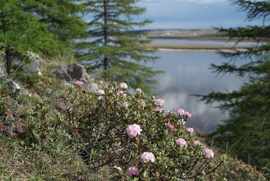 Image of Rhododendron adamsii Rehder