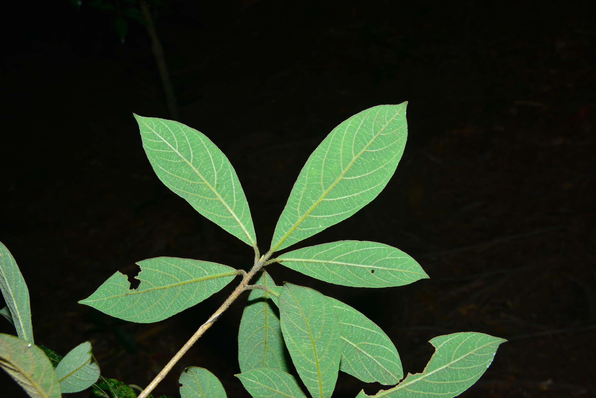 Image of Litsea elongata (Nees) Benth. & Hook. fil.