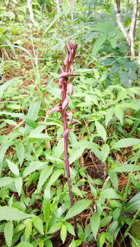 Image of Carrion orchid