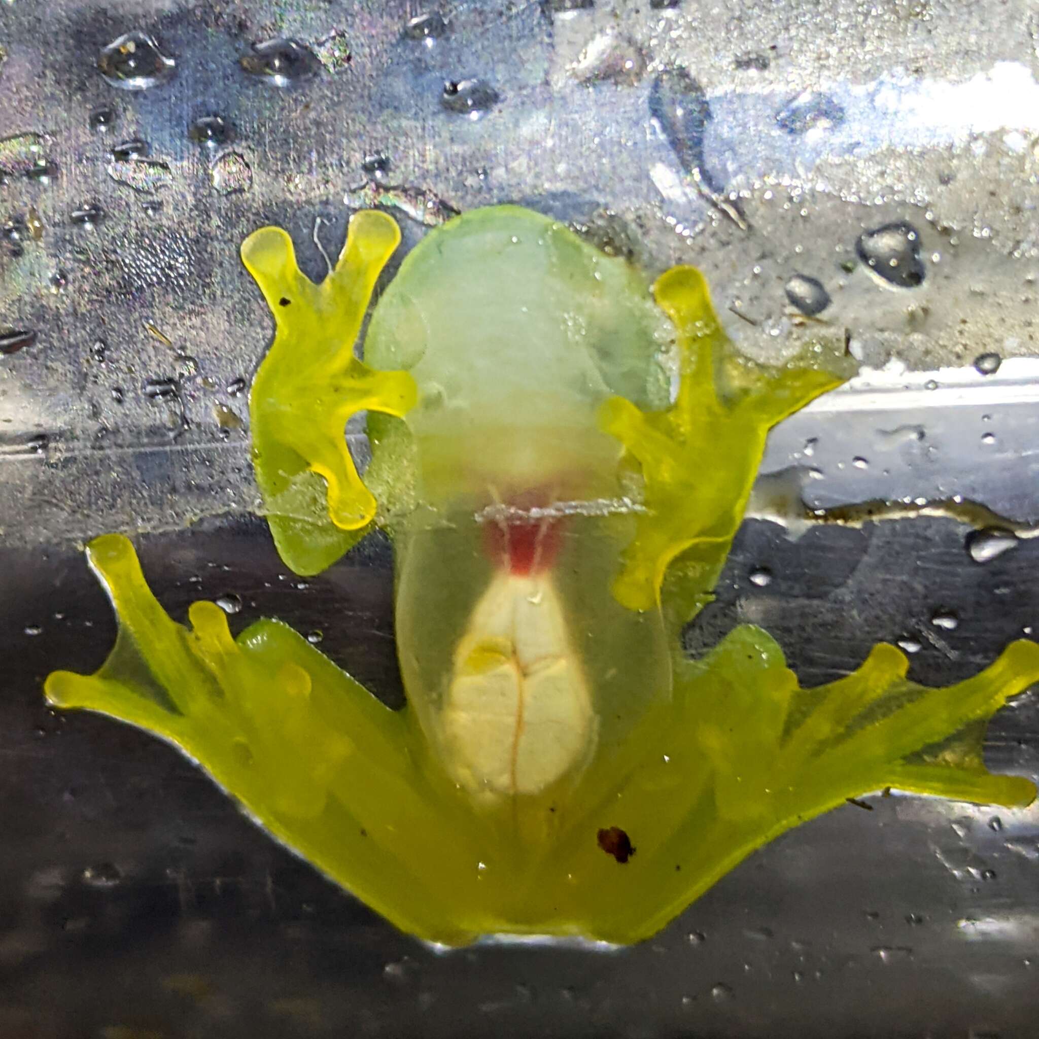 Image of Suretka Glass Frog