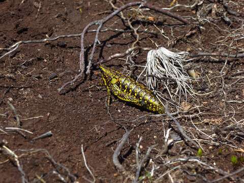 صورة Monistria concinna (Walker & F. 1871)