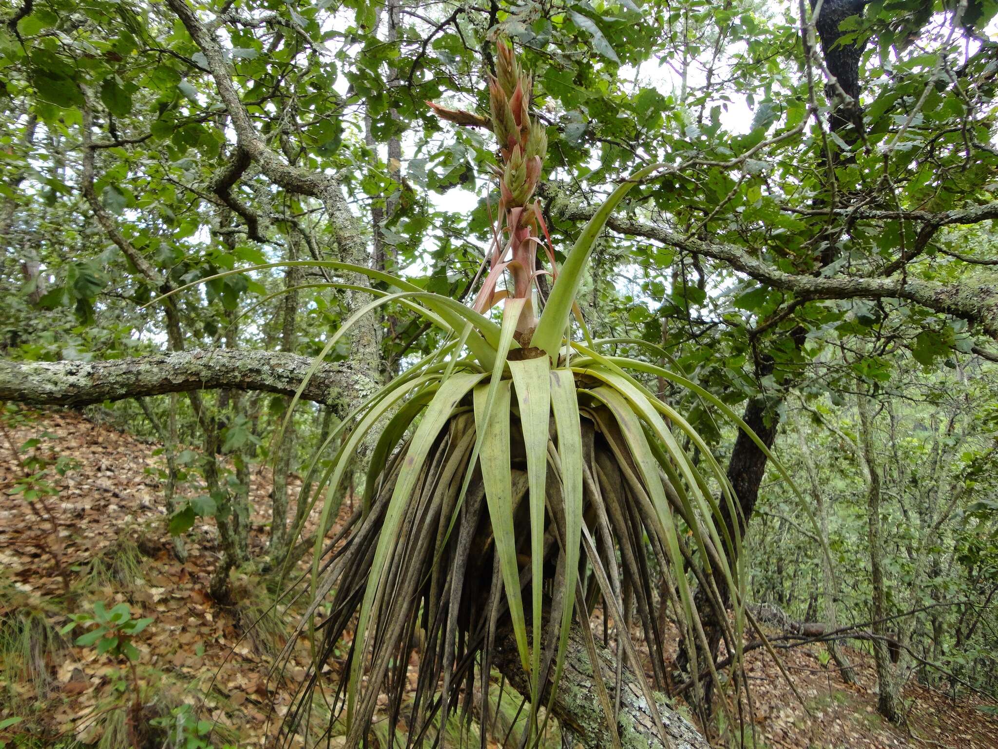 Image de Tillandsia carlos-hankii Matuda