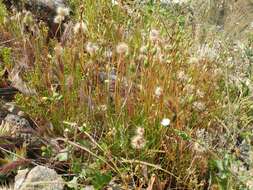 Image of grassland silverpuffs