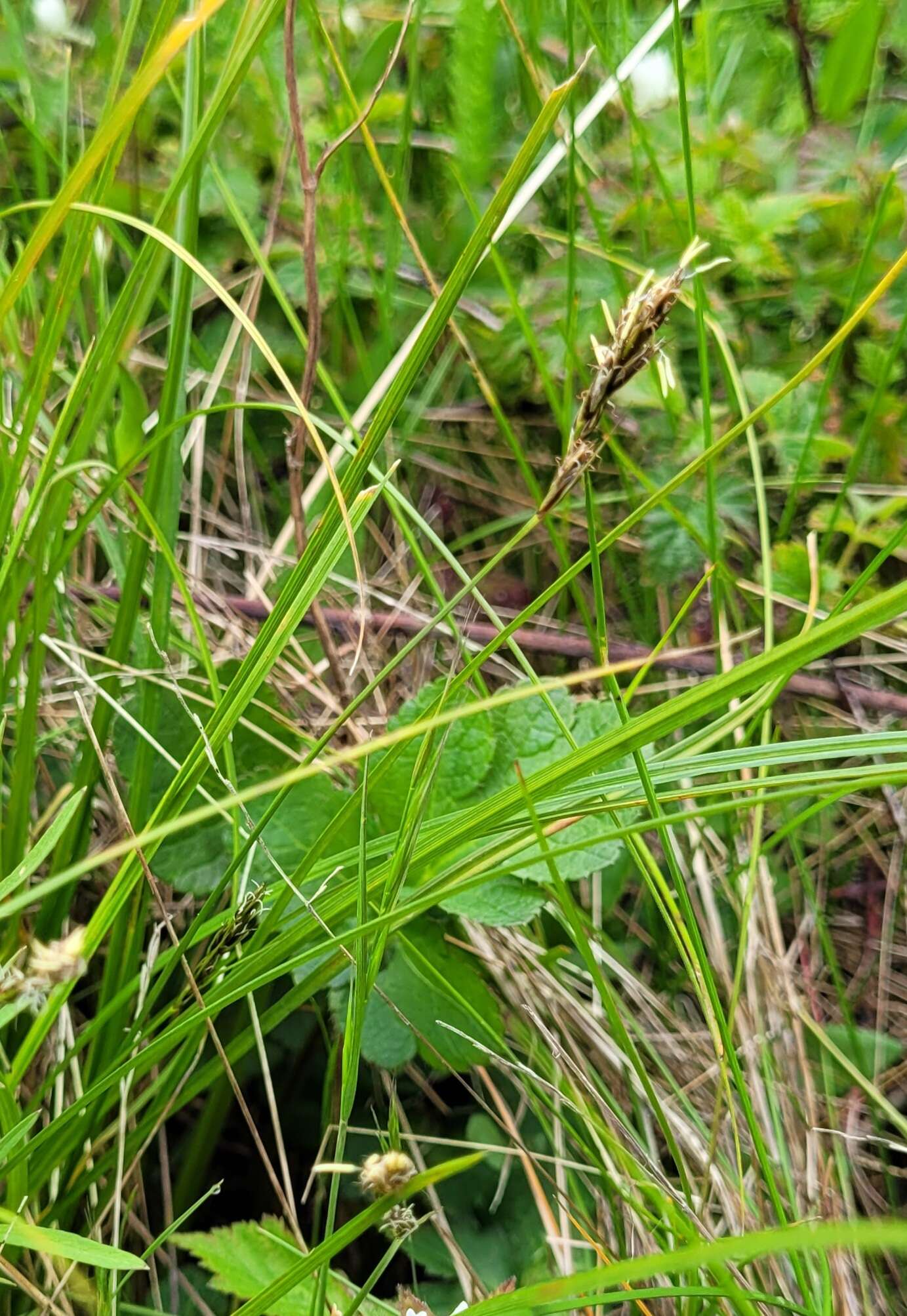 Carex tumulicola Mack. resmi