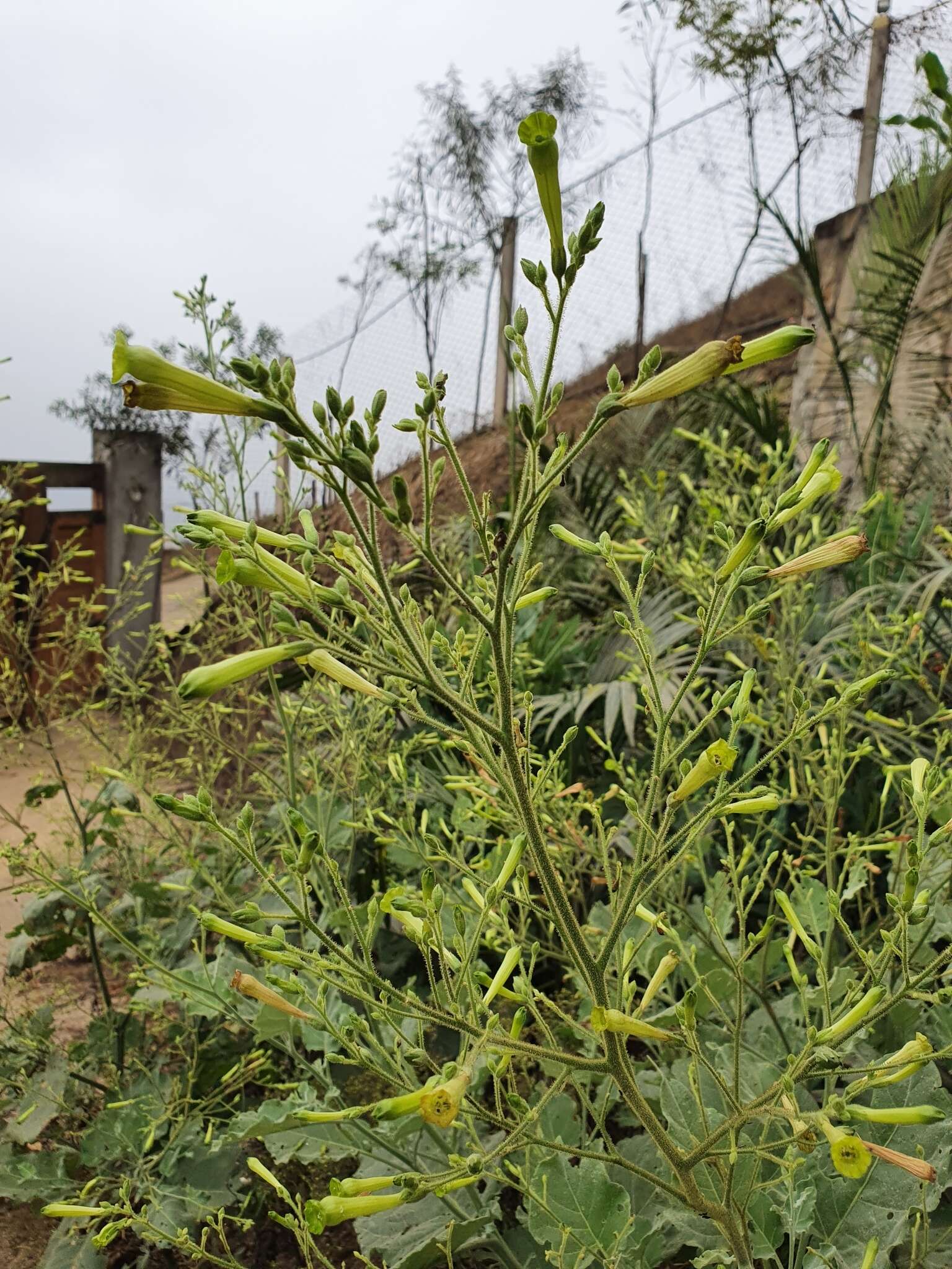 Nicotiana paniculata L. resmi