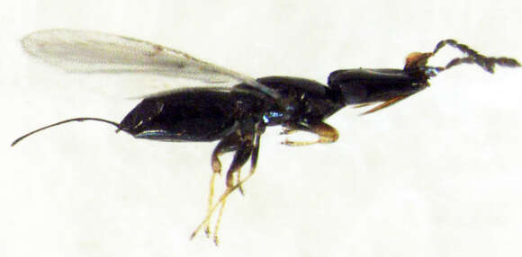 Image of Fig wasp