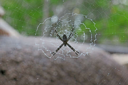 Imagem de Argiope mascordi Levi 1983