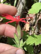 Image of Silene virginica var. virginica