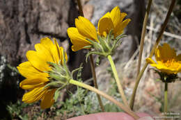 Image of hairy balsamroot