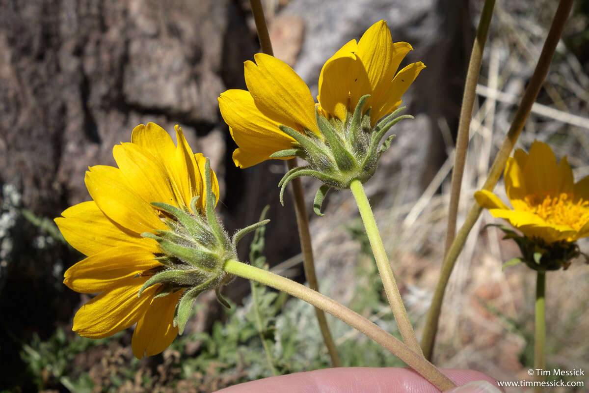 Image of hairy balsamroot