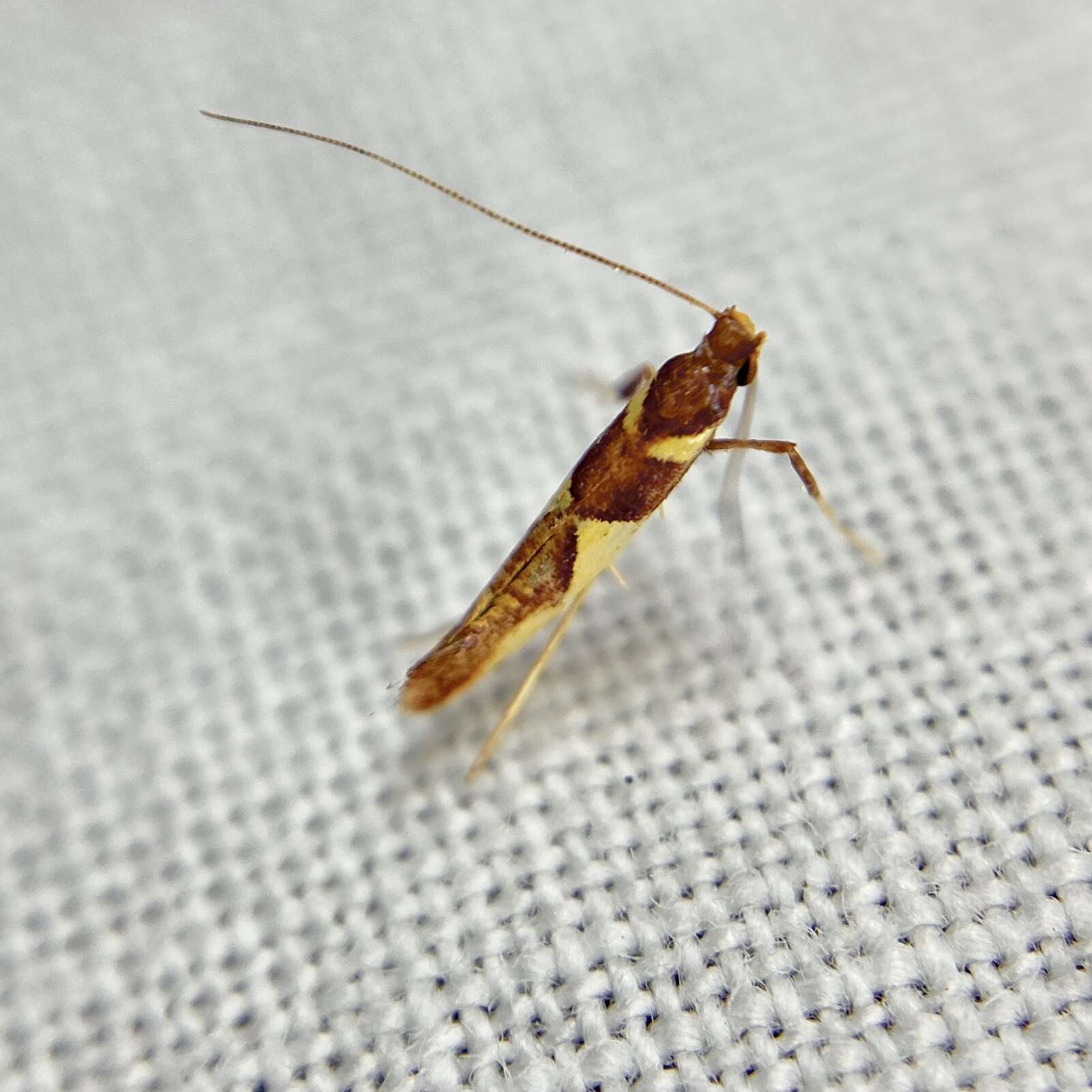 Sivun Caloptilia xanthopharella (Meyrick 1880) kuva