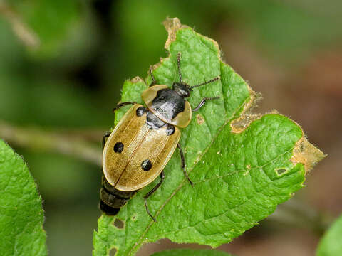 Image of Dendroxena quadrimaculata (Scopoli 1771)