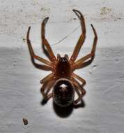 Steatoda maura (Simon 1909)的圖片