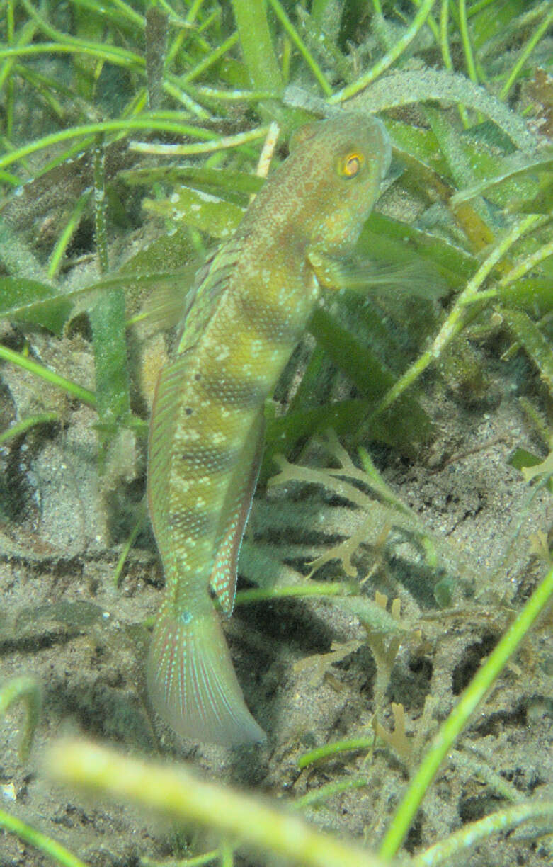 Image of Sphinx goby