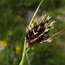Image of Luzula alpina Hoppe ex Sturm