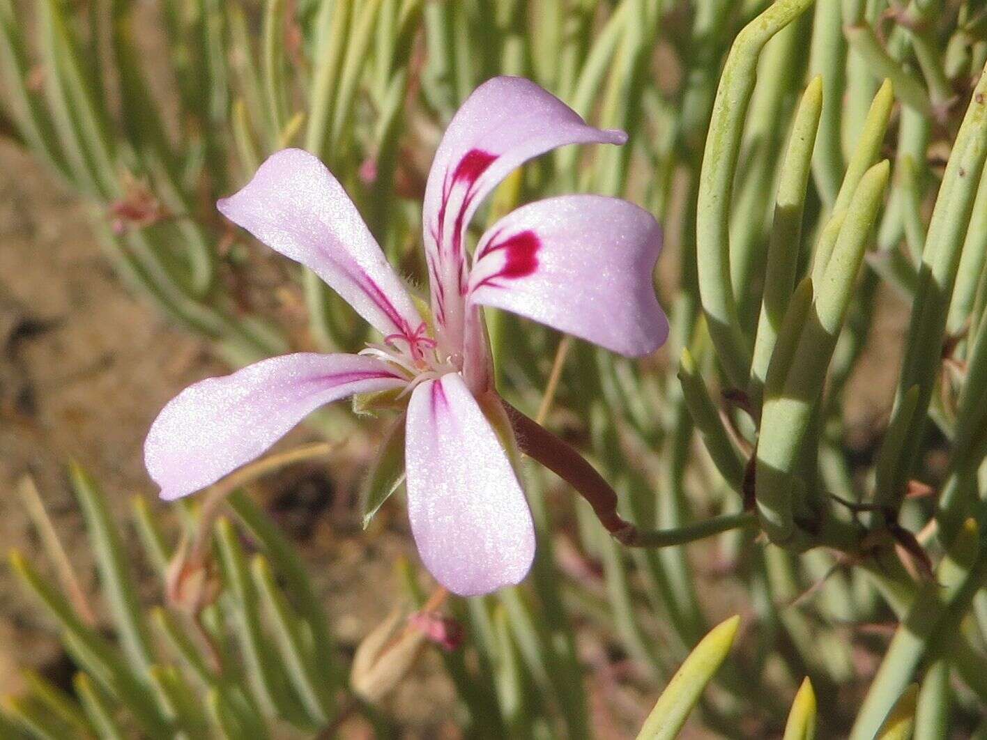 Image of Pelargonium laevigatum subsp. oxyphyllum (DC.) C. M. Schonken