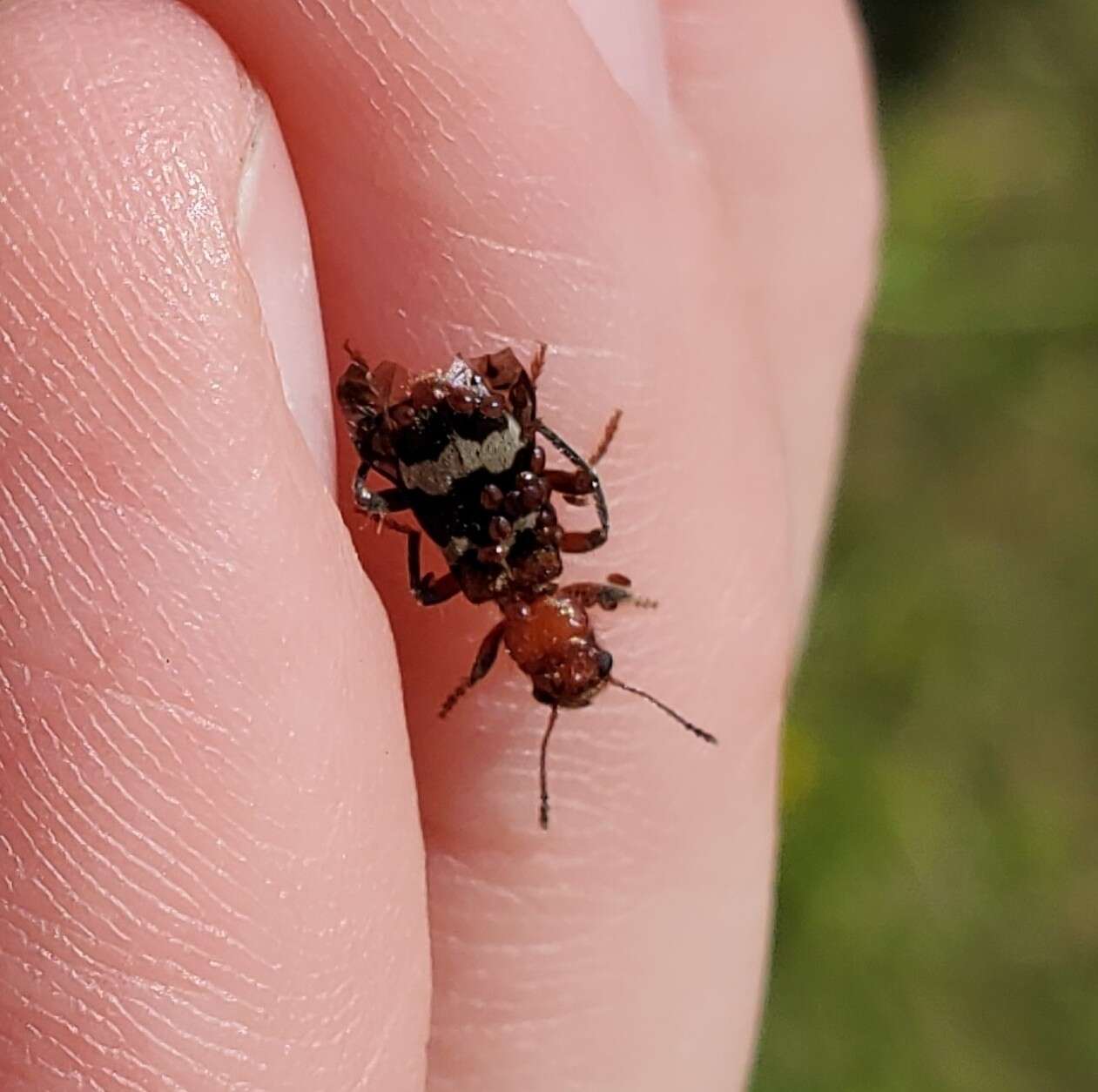 Image of Wavering Checkered Beetle