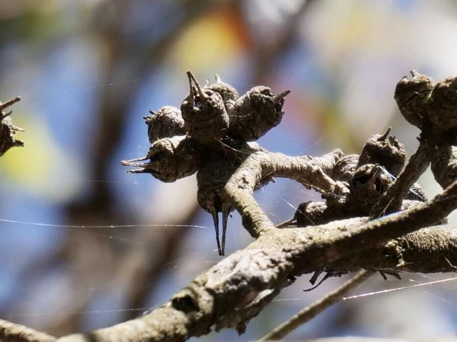 Imagem de Eucalyptus cornuta Labill.