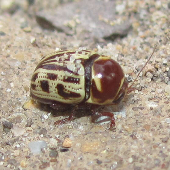 Image of Cryptocephalus simulans Schaeffer 1906