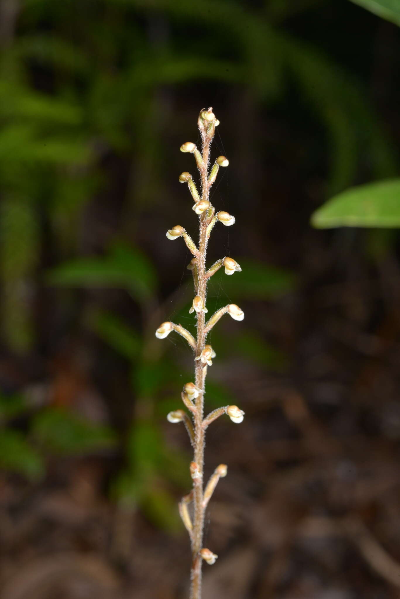 Imagem de Gonatostylis vieillardii (Rchb. fil.) Schltr.