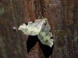 Image of Heterophleps variegata Wileman 1911