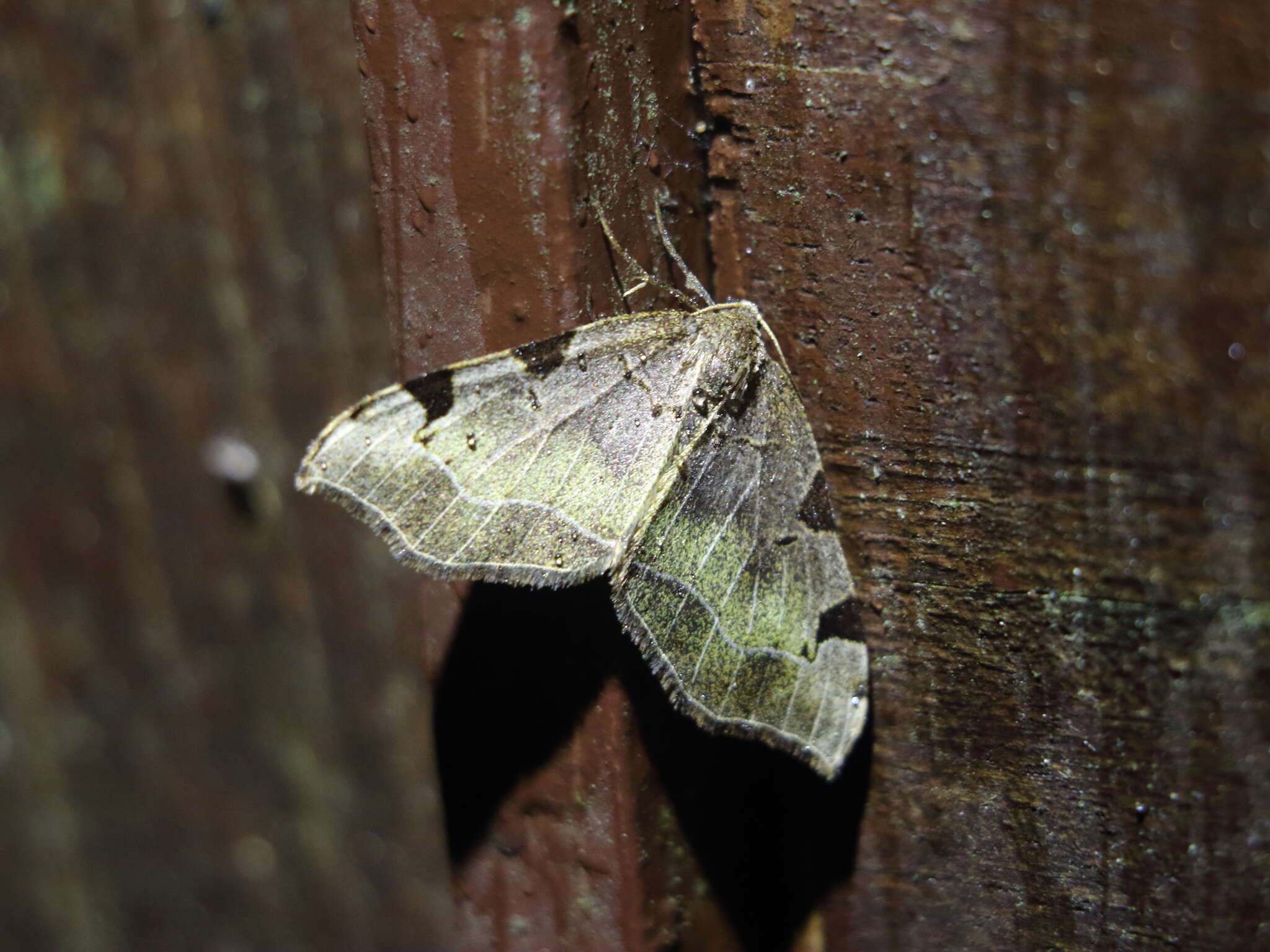 Image of Heterophleps variegata Wileman 1911