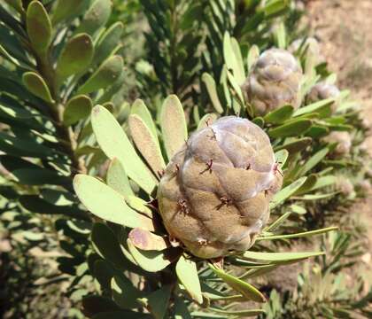 Image of grey conebush