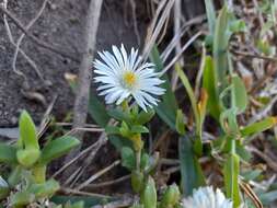 Image of Delosperma patersoniae (L. Bol.) L. Bol.