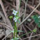 Image of Mitrasacme prolifera R. Br.