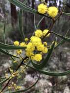 صورة Acacia gladiiformis A. Cunn. ex Benth.