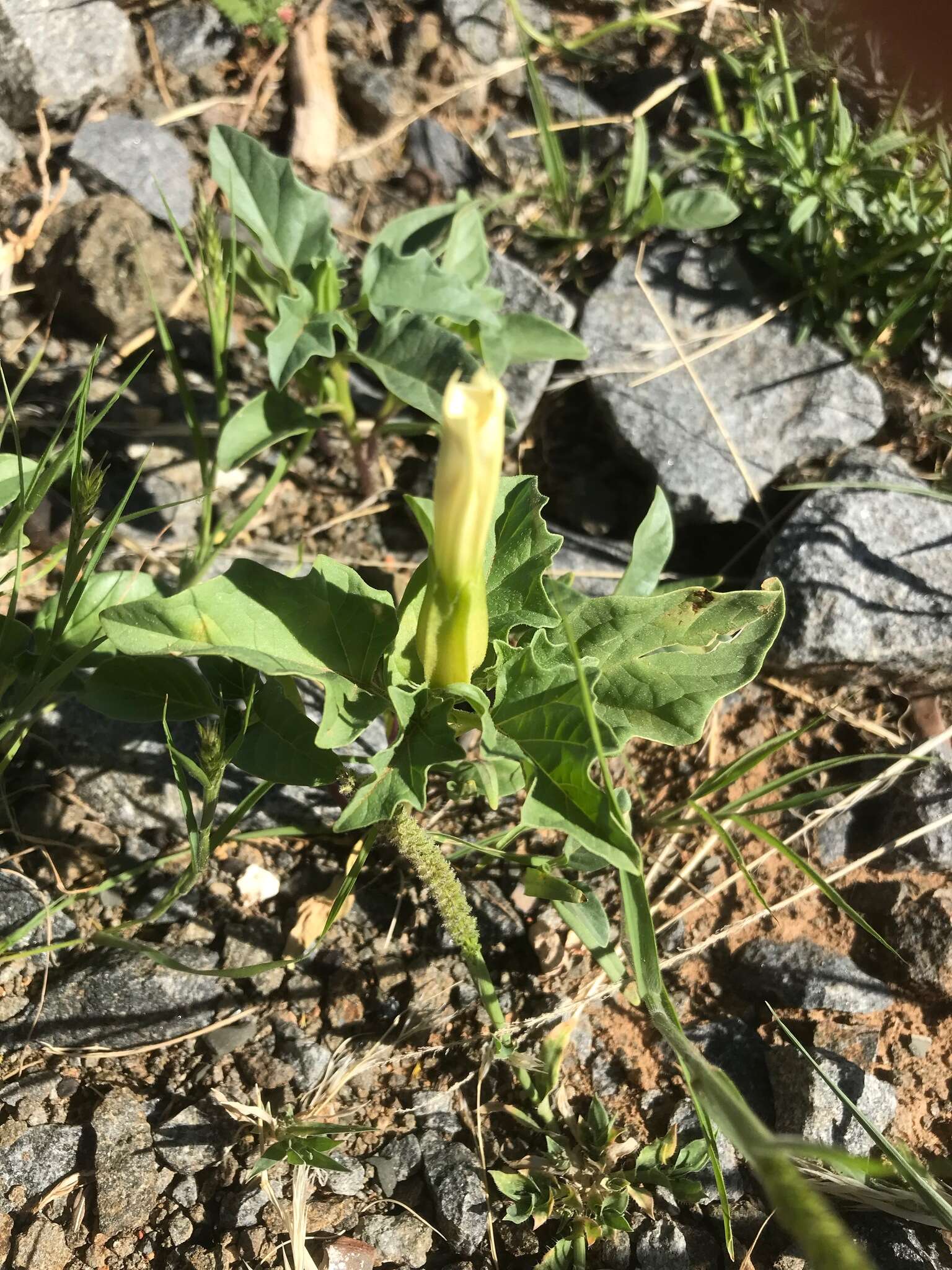 Image de Datura ferox L.