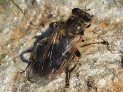 صورة Chalcosyrphus eunotus (Loew 1873)