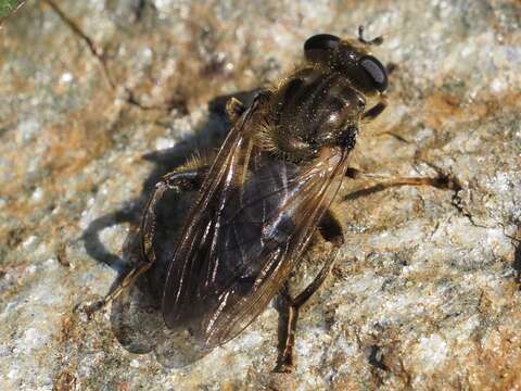 Image of Chalcosyrphus eunotus (Loew 1873)