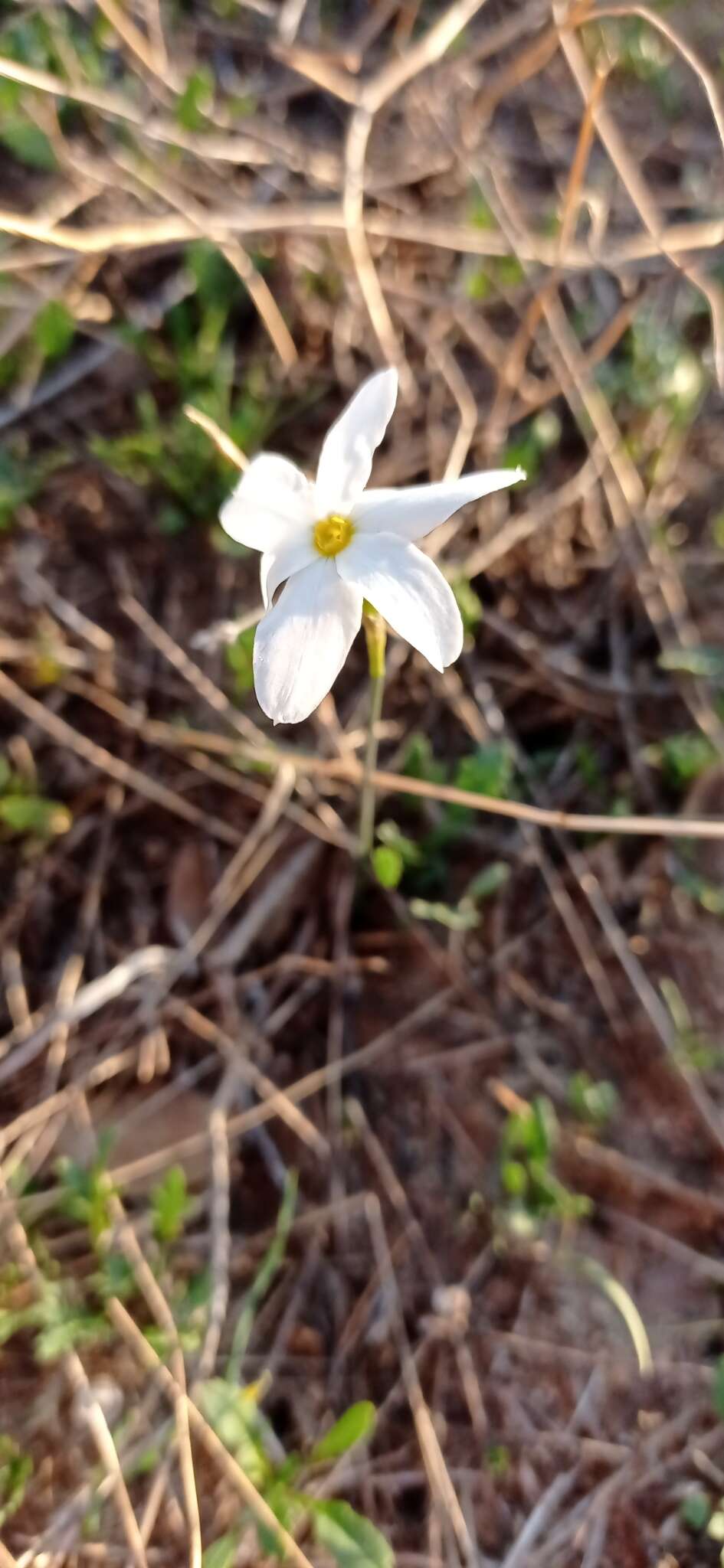 Image of Narcissus serotinus L.