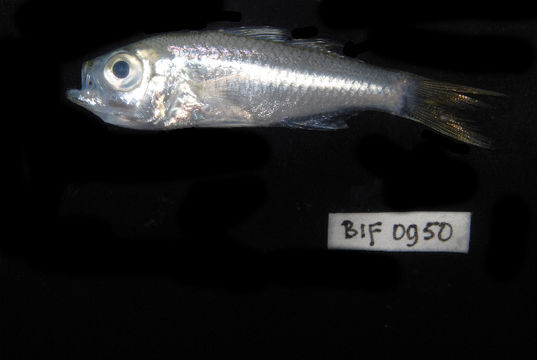 539.bifc bif 950 1410858597 jpg.580x360