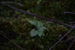 Pterostylis ectypha的圖片