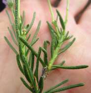 Image of Felicia filifolia subsp. filifolia