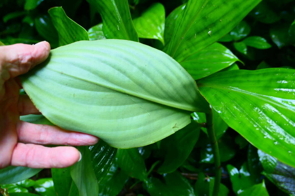 Imagem de Costus dirzoi García-Mend. & G. Ibarra