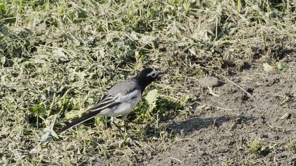 Image of Masked Wagtail