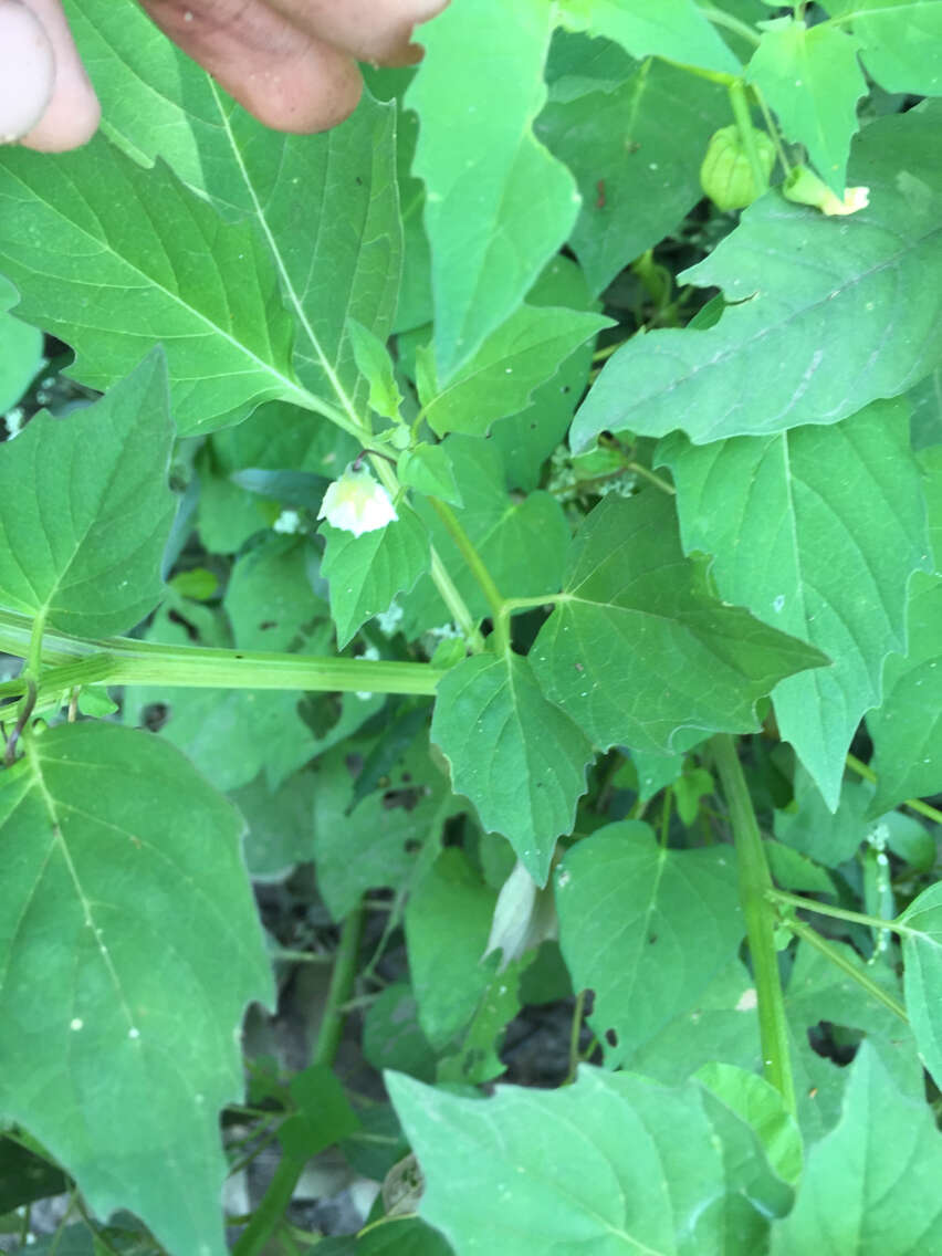 Physalis angulata L. resmi